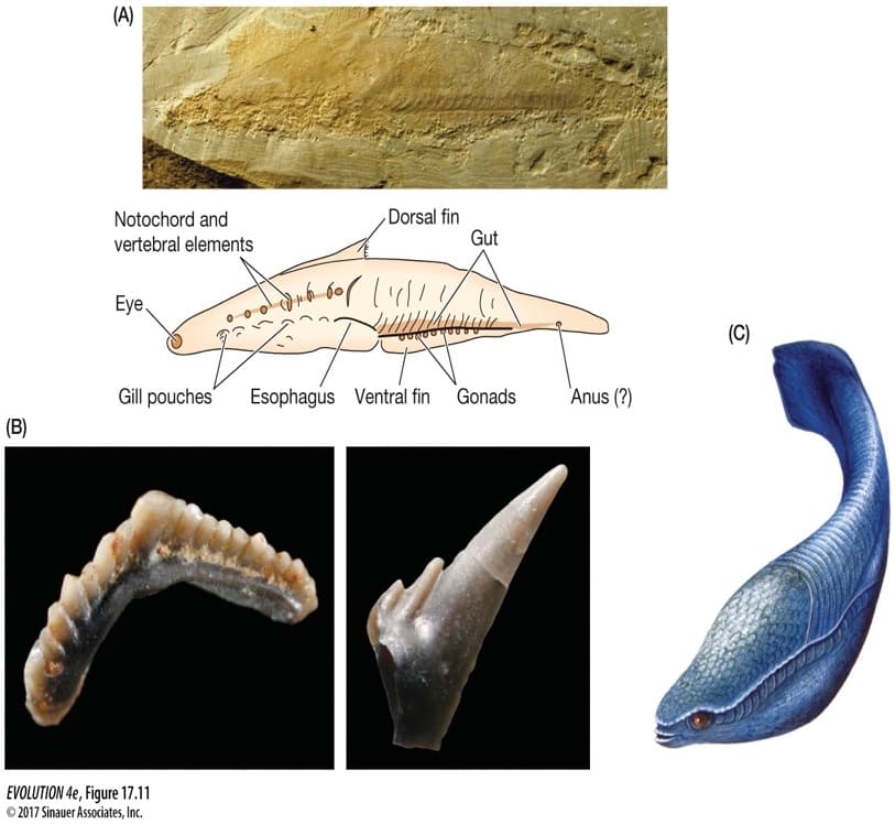 (A)
Dorsal fin
Gut
Notochord and
vertebral elements
Eye.
(C)
Gill pouches'
Esophagus Ventral fin
Gonads
"Anus (?)
(B)
EVOLUTION 4e, Figure 17.11
© 2017 Sinauer Associates, Inc.
