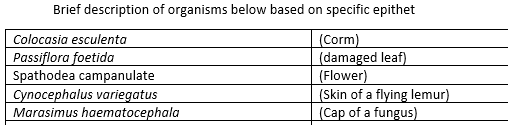 Brief description of organisms below based on specific epithet
Colocasia esculenta
Passiflora foetida
Spathodea campanulate
Cynocephalus variegatus
Marasimus haematocephala
(Corm)
(damaged leaf)
(Flower)
(Skin of a flying lemur)
(Cap of a fungus)
