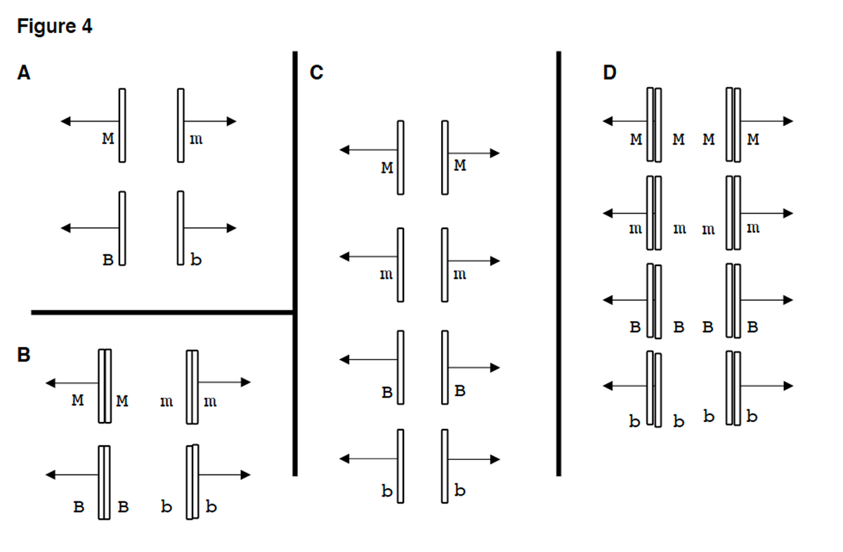 Figure 4
A
D
HE
M
M
мм
M
M
M
m
m m
im
В
B
B
B
В
M
M
m
b b
b
В
B
b
