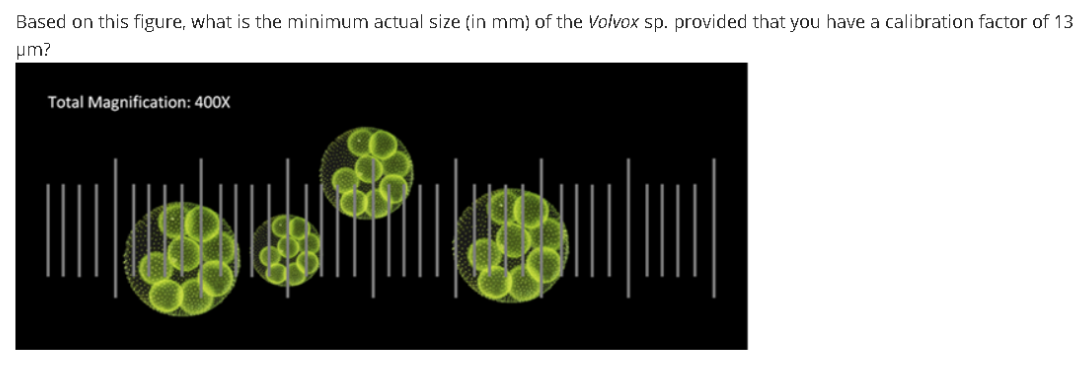 Based on this figure, what is the minimum actual size (in mm) of the Volvox sp. provided that you have a calibration factor of 13
um?
Total Magnification: 400X
