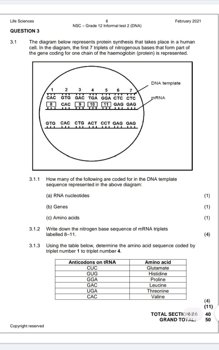 Life Sciences
February 2021
NSC - Grade 12 Informal test 2 (DNA)
QUESTION 3
3.1
The diagram below represents protein synthesis that takes place in a human
cell. In the diagram, the first 7 triplets of nitrogenous bases that form part of
the gene coding for one chain of the haemoglobin (protein) is represented.
DNA template
1
2
3
4
5
6
CÁC GTG GAC TGA GGA CTC CTC
|8
CAC 9 10 11 GAG GAG
MRNA
GTG
CAC CTG ACT CCT GAG GAG
How many of the following are coded for in the DNA template
sequence represented in the above diagram:
3.1.1
(a) RNA nucleotides
(1)
(b) Genes
(1)
(c) Amino acids
(1)
Write down the nitrogen base sequence of mRNA triplets
labelled 8–11.
3.1.2
(4)
Using the table below, determine the amino acid sequence coded by
triplet number 1 to triplet number 4.
3.1.3
Anticodons on tRNA
Amino acid
CUỤC
Glutamate
GUG
GGA
GAC
Histidine
Proline
Leucine
UGA
Threonine
CAC
Valine
(4)
(11)
TOTAL SECTION6 B6
GRAND TOTAL:
40
50
Copyright reserved
