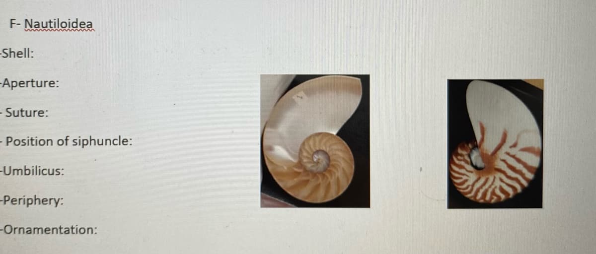F- Nautiloidea
-Shell:
Aperture:
- Suture:
- Position of siphuncle:
-Umbilicus:
-Periphery:
-Ornamentation:
