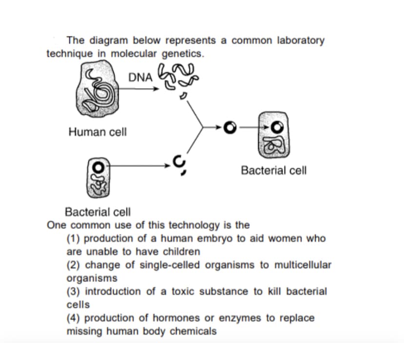 The diagram below represents a common laboratory
technique in molecular genetics.
DNA
Human cell
Bacterial cell
Bacterial cell
One common use of this technology is the
(1) production of a human embryo to aid women who
are unable to have children
(2) change of single-celled organisms to multicellular
organisms
(3) introduction of a toxic substance to kill bacterial
cells
(4) production of hormones or enzymes to replace
missing human body chemicals
