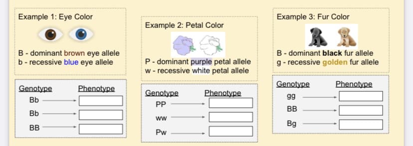 Example 1: Eye Color
Example 3: Fur Color
Example 2: Petal Color
B - dominant brown eye allele
b- recessive blue eye allele
B- dominant black fur allele
g- recessive golden fur allele
P- dominant purple petal allele
w - recessive white petal allele
Genotype
Phenotype
Genotype
Phenotype
Genotype
Phenotype
gg
Bb
PP
BB
Bb
ww
Bg
BB
Pw
