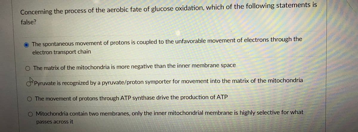 Concerning the process of the aerobic fate of glucose oxidation, which of the following statements is
false?
The spontaneous movement of protons is coupled to the unfavorable movement of electrons through the
electron transport chain
O The matrix of the mitochondria is more negative than the inner membrane space
Pyruvate is recognized by a pyruvate/proton symporter for movement into the matrix of the mitochondria
O The movement of protons through ATP synthase drive the production of ATP
O Mitochondria contain two membranes, only the inner mitochondrial membrane is highly selective for what
passes across it
