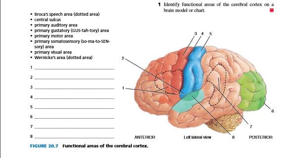 Identify functional areas of the cerebral cortex on a
brain model or chart.
• Broca's speech area (dotted area)
• central sulcus
• primary auditory area
• primary gustatory (GUS-tah-tory) area
• primary motor area
• primary somatosensory (so-ma-to-SEN-
sory) area
• primary visual area
• Wernicke's area (dotted area)
3 4 5
2
4
6
7
8
ANTERIOR
Lell laleral viow
POSTERIOR
FIGURE 20.7 Functional areas of the cerebral cortex.
