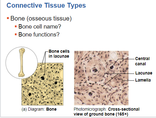 Connective Tissue Types
▪ Bone (osseous tissue)
▪ Bone cell name?
▪ Bone functions?
-Bone cells
in lacunae
(a) Diagram: Bone
Central
canal
Lacunae
Lamella
Photomicrograph: Cross-sectional
view of ground bone (165x)