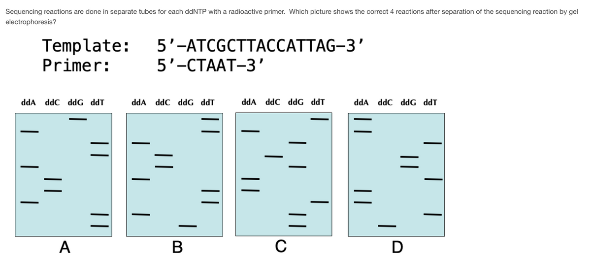 Sequencing reactions are done in separate tubes for each ddNTP with a radioactive primer. Which picture shows the correct 4 reactions after separation of the sequencing reaction by gel
electrophoresis?
Template:
Primer:
5'-ATCGCTTACCATTAG-3'
5'-CTAAT-3'
ddA ddC ddG ddT
ddA
ddC ddG ddT
=
D
ddA ddC ddG ddT
A
ddA ddC ddG ddT
—
B
C