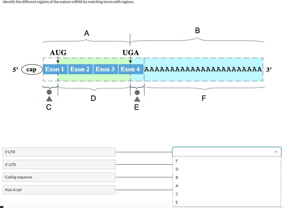 Identify the different regions of the mature mRNA by matching terms with regions.
В
А
AUG
UGA
5'
сар
Еxon 1 Exon 2 Exon 3 | Exon 4 AAАААAААААААААААААААААА 3'
F
E
5'UTR
3' UTR
Coding sequence
В
A
Poly-A tail
C
E
in
