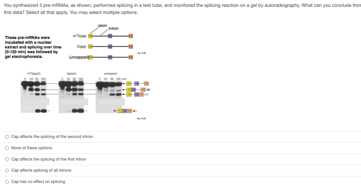 You synthesized 3 pre-mRNAs, as shown, performed splicing in a test tube, and monitored the splicing reaction on a gel by autoradiography. What can you conclude from
this data? Select all that apply. You may select multiple options.
These pre-mRNAs were
incubated with a nuclear
extract and splicing over time
(0-120 min) was followed by
gel electrophoresis.
m7GpppG
0 30 60 120
O None of these options
m'Gppp 13-
Gppp 13-
(uncapped)13-
GpppG
0 30 60 120
O Cap affects the splicing of the second intron
O Cap affects the splicing of the first intron
Cap affects splicing of all introns
Cap has no effect on splicing
exon
intron
uncapped
0 30 60 120 min
Fig. 15.29
13 14
13 14 15 (0)
15
13 14
13 14 15 (4)
15 (0)
Fig. 15.30