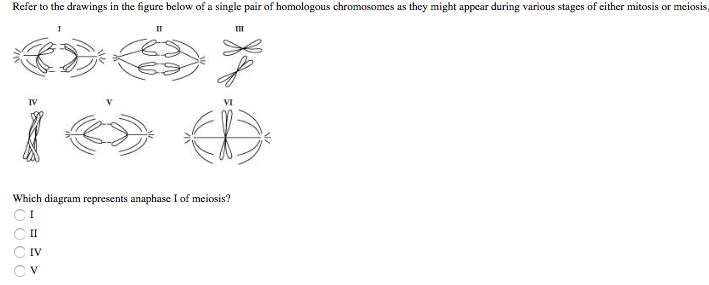Refer to the drawings in the figure below of a single pair of homologous chromosomes as they might appear during various stages of either mitosis or meiosis
II
IV
VI
Which diagram represents anaphase I of meiosis?
II
IV
O000

