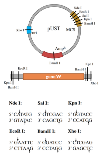 Nde I
EcoR I
Sal I
Kpn I
BamH I
PUST
MCS
Xho I
Fori
Amp®
BamH I
Kpn I
EcoR I
BamH I
gene W
Kpn i|
BamH I
Xho I
Nde I:
Sal I:
Kpn I:
5' CATATG 5'GTCGAC 5'GGTACC
3' GTAȚAC 3'CAGCTG 3'CCATGG
EcoR I:
BamH I:
Xho I:
5' GAATTC 5'GGATCC 5'CTCGAG
3' CTTAAG 3'CCTAGG 3'GAGCTC
