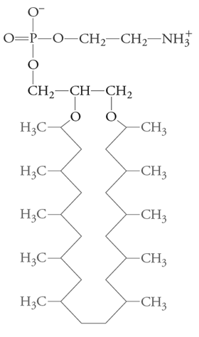 +
0=P-O–CH2–CH2-NH3
CH—CH—СH,
H;C-
-CH3
H;C-
-CH3
H;C-
-CH3
H3C-
-CH3
H3C-
-CH3
