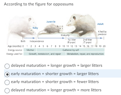According to the figure for oppossums
Birth
Age (months): 0
Energy source:
Energy used for:
Baby
Juvenile
Maturity
Adult
Killed by
predator
1st litter
2nd litter
Independence
(8 pups)
(7 pups)
1 2 3 4 5 6 7 8 9 10 11 12 13 14 15 16 17 18 19 20
Mother
Gathered by self
Growth, metabolism, and repair
Metabolism, repair, and reproduction
delayed maturation = longer growth = larger litters
early maturation = shorter growth = larger litters
early maturation = shorter growth = fewer litters
delayed maturation = longer growth = more litters