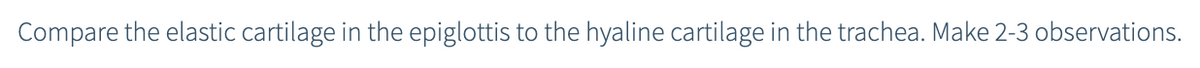 Compare the elastic cartilage in the epiglottis to the hyaline cartilage in the trachea. Make 2-3 observations.
