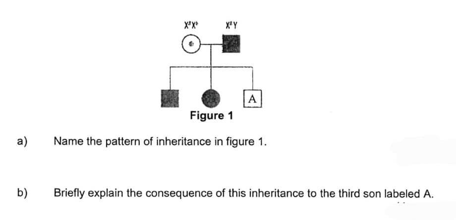 a)
b)
X³ Xb
X²Y
A
Figure 1
Name the pattern of inheritance in figure 1.
Briefly explain the consequence of this inheritance to the third son labeled A.