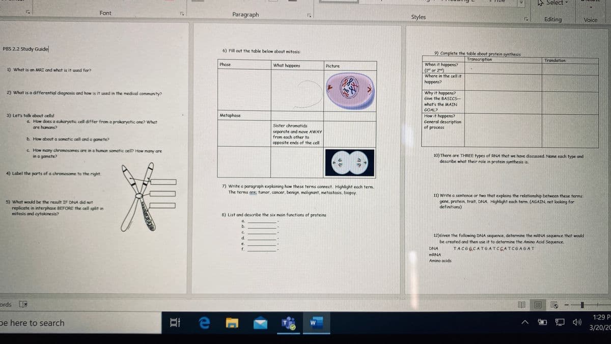 E Select
Font
Paragraph
Styles
Editing
Voice
PBS 2.2 Study Guide
6) Fill out the table below about mitosis:
9) Complete the table about protein synthesis
Transcription
Translation
When it happens?
(1" or 2nd)
Where in the cell it
Phase
What happens
Picture
1) What is
MRI and what is it used for?
happeris?
2) What is a differential diagnosis and how is it used in the medical community?
Why it happens?
Give the BASICS-
what's the MAIN
GOAL?
How it happens?
General description
of process
3) Let's talk about cells!
Metaphase
a How does a eukaryotic cell differ from a prokaryotic one? What
Sister chromatids
are humans?
separate and move AWAY
from each other to
b. How about a somatic cell and a gamete?
opposite ends of the cell
C How many chromosomes are in a human somatic cell? How many are
in a gamete?
10) There are THREE types of RNA that we have discussed. Name each type and
describe what their role in protein synthesis is.
4) Label the parts of a chromosome to the right.
7) Write a paragraph explaining how these terms connect. Highlight each term.
The terms are tumor, cancer. benign, malignant, metastasis, biopsy.
5) What would be the result IF DNA did not
replicate in interphase BEFORE the cell split in
mitosis and cytokinesis?
11) Write a sentence or two that explains the relationship between these terms:
gene, protein, trait, DNA. Highlight each term. (AGAIN, not laoking for
definitions)
8) List and describe the six main functions of proteins
b.
C.
12)Given the following DNA sequence, determine the MRNA sequence that would
be created and then use it to determine the Amino Acid Sequence.
d.
e.
f.
DNA
TACGECATGATCGATCGAGAT
MRNA
Amino acids
ords
E
目
1:29 P
pe here to search
W
3/20/20
