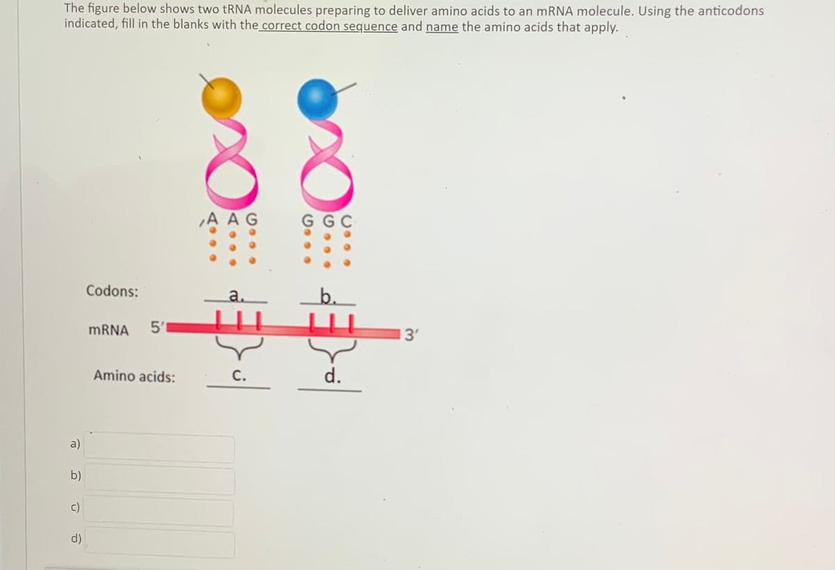The figure below shows two tRNA molecules preparing to deliver amino acids to an MRNA molecule. Using the anticodons
indicated, fill in the blanks with the correct codon sequence and name the amino acids that apply.
,A AG
GG C
Codons:
a.
MRNA
5'1
3'
Amino acids:
C.
d.
a)
b)
c)
d)
