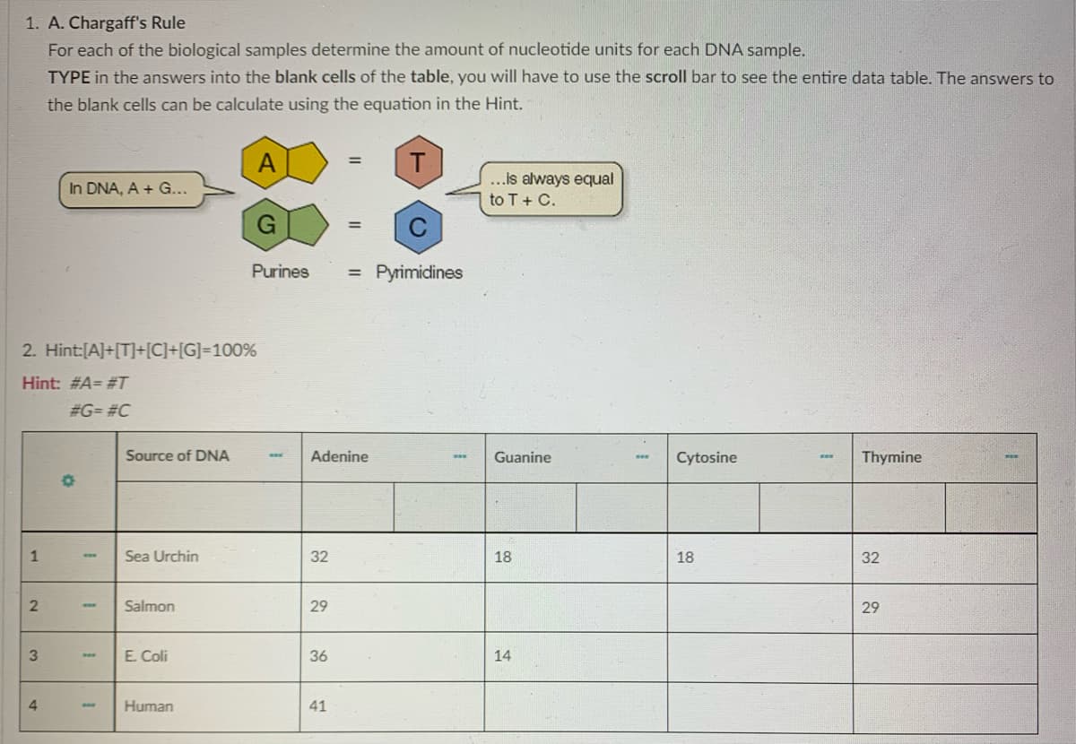 1. A. Chargaff's Rule
For each of the biological samples determine the amount of nucleotide units for each DNA sample.
TYPE in the answers into the blank cells of the table, you will have to use the scroll bar to see the entire data table. The answers to
the blank cells can be calculate using the equation in the Hint.
A
..is always equal
to T+ C.
In DNA, A + G...
%3D
Purines
Pyrimicdines
%3D
2. Hint:[A]+[T]+[C]+[G]=100%
Hint: #A= #T
#G= #C
Source of DNA
Adenine
Guanine
Cytosine
Thymine
ww.
Sea Urchin
32
18
18
32
Salmon
29
E. Coli
36
14
Human
41
29
1.
4.
