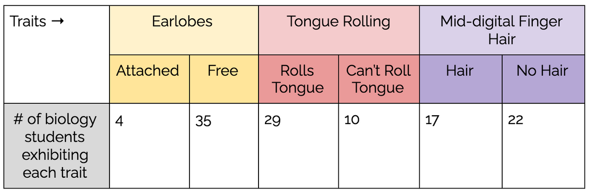 Tongue Rolling
Mid-digital Finger
Hair
Traits -
Earlobes
Attached
Free
Rolls
Can't Roll
Hair
No Hair
Tongue
Tongue
# of biology 4
students
35
29
10
17
22
exhibiting
each trait
