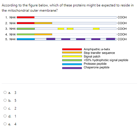 According to the figure below, which of these proteins might be expected to reside in
the mitochondrial outer membrane?
1, NHA
2. NHA
3. NH4
4, NHA
5. NHA
O a. 3
O b. 5
O c. 2
O d. 1
e. 4
COOH
COOH
COOH
Protease peptide
Chaperone peptide
COOH
COOH
Amphipathic a-helix
Stop transfer sequence
Signal patch
>50% hydrophobic signal peptide