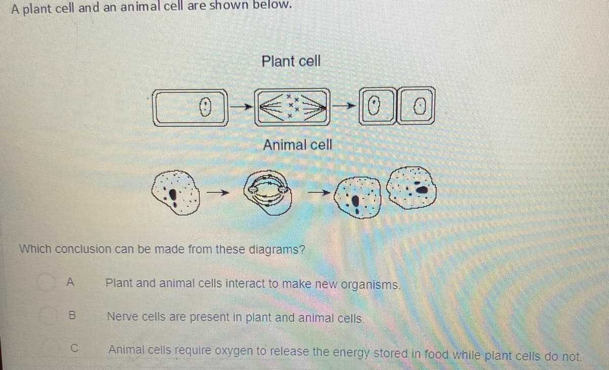 A plant cell and an animal cell are shown below.
Plant cell
Animal cell
Which conclusion can be made from these diagrams?
A
Plant and animal cells interact to make new organisms.
B
Nerve cells are present in plant and animal cells.
Animal cells require oxygen to release the energy stored in food while plant cells do not.
