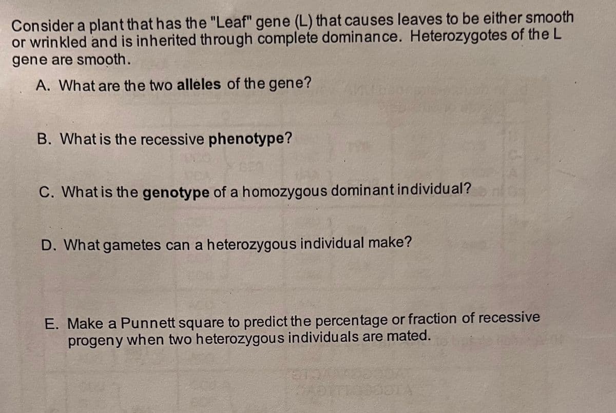 Consider a plant that has the "Leaf" gene (L) that causes leaves to be either smooth
or wrinkled and is inherited through complete dominance. Heterozygotes of the L
gene are smooth.
A. What are the two alleles of the gene?
B. What is the recessive phenotype?
C. What is the genotype of a homozygous dominant individual?
D. What gametes can a heterozygous individual make?
E. Make a Punnett square to predict the percentage or fraction of recessive
progeny when two heterozygous individuals are mated.
WHOITICS0OTA