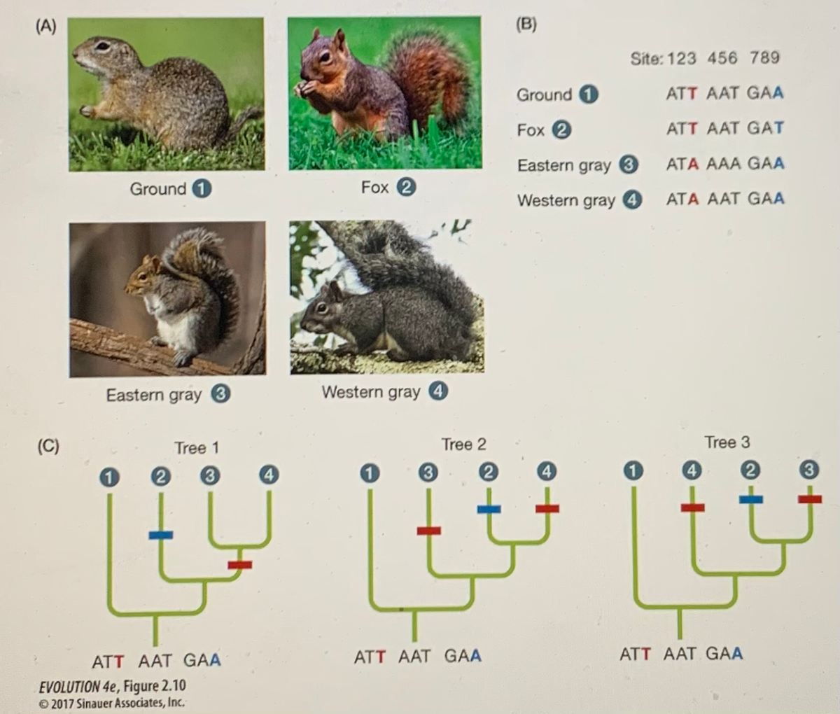 (A)
(B)
Site: 123 456 789
Ground 1
ATT AAT GAA
Fox 2
ATT AAT GAT
Eastern gray 3
ATA AAA GAA
Ground 0
Fox 2
Western gray 4
ATA AAT GAA
Eastern gray 3
Western gray 4
(C)
Tree 1
Tree 2
Tree 3
3
ATT AAT GAA
ATT AAT GAA
ATT AAT GAA
EVOLUTION 4e, Figure 2.10
© 2017 Sinauer Associates, Inc.
+
