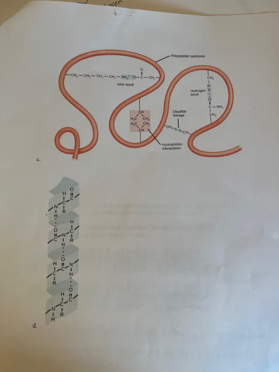 d.
CH,CH,CH, CH,NH, O-C-CH,
lonic bond
SA
Disulfide
linkage
H₂C CH₂
CH₂
-CH₂-S-
CH
Hydrophobic
H
Polypeptide backbone
interactions
CH₂
Hydrogen H
bond
CNH,
V
CH₂