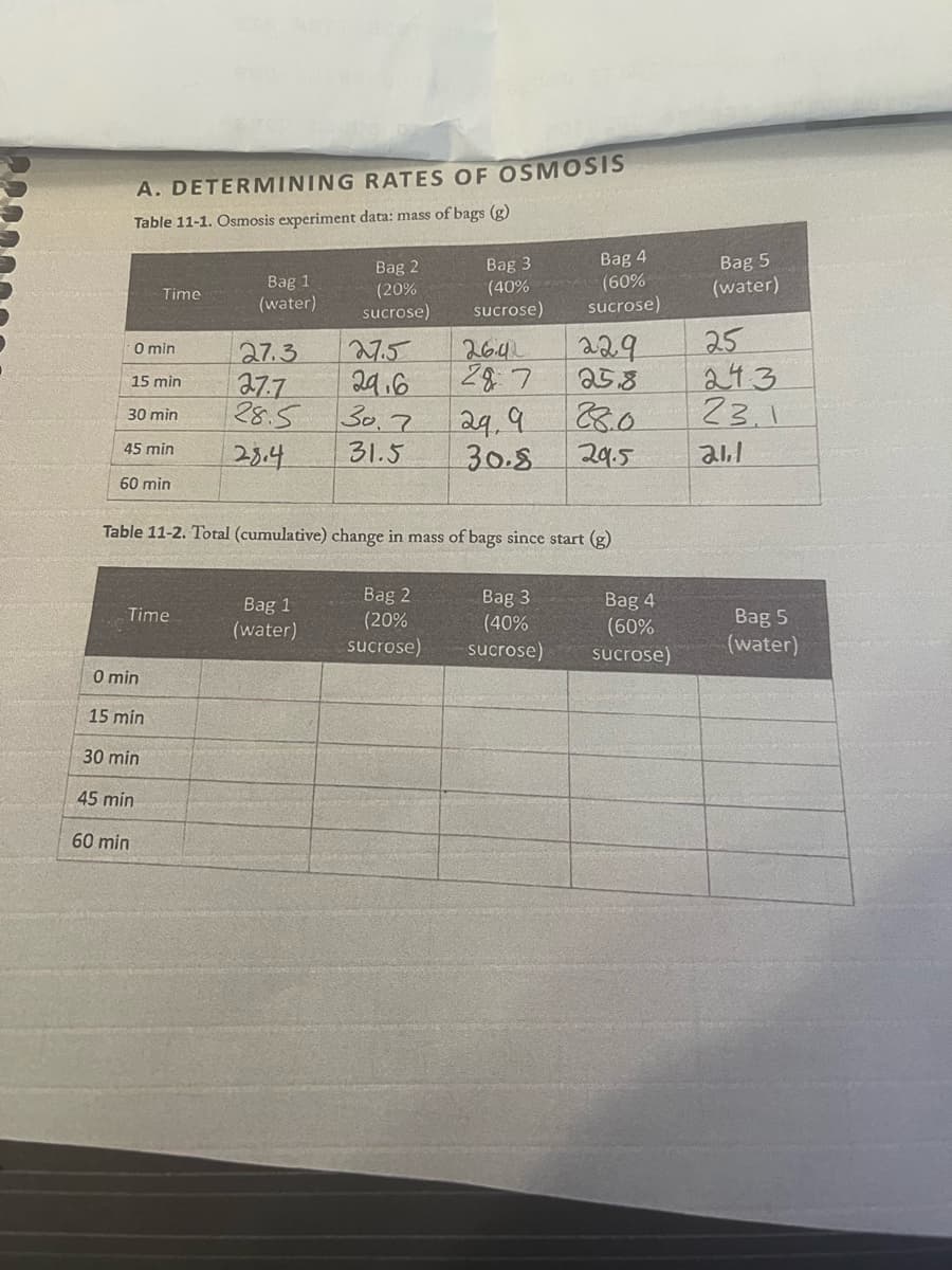 A. DETERMINING RATES OF OSMOSIS
Table 11-1. Osmosis experiment data: mass of bags (g)
Time
0 min
15 min
30 min
45 min
60 min
Time
0 min
15 min
30 min
45 min
60 min
Bag 1
(water)
27.3
27.7
28.5
28.4
Bag 2
(20%
sucrose)
Bag 1
(water)
27.5
29.6
30.7
31.5
Bag 3
(40%
sucrose)
Bag 2
(20%
sucrose)
26.4
287
Table 11-2. Total (cumulative) change in mass of bags since start (g)
29.9
30.8
Bag 4
(60%
sucrose)
Bag 3
(40%
sucrose)
229
25.8
28.0
29.5
Bag 4
(60%
sucrose)
Bag 5
(water)
25
243
23.1
21,1
Bag 5
(water)