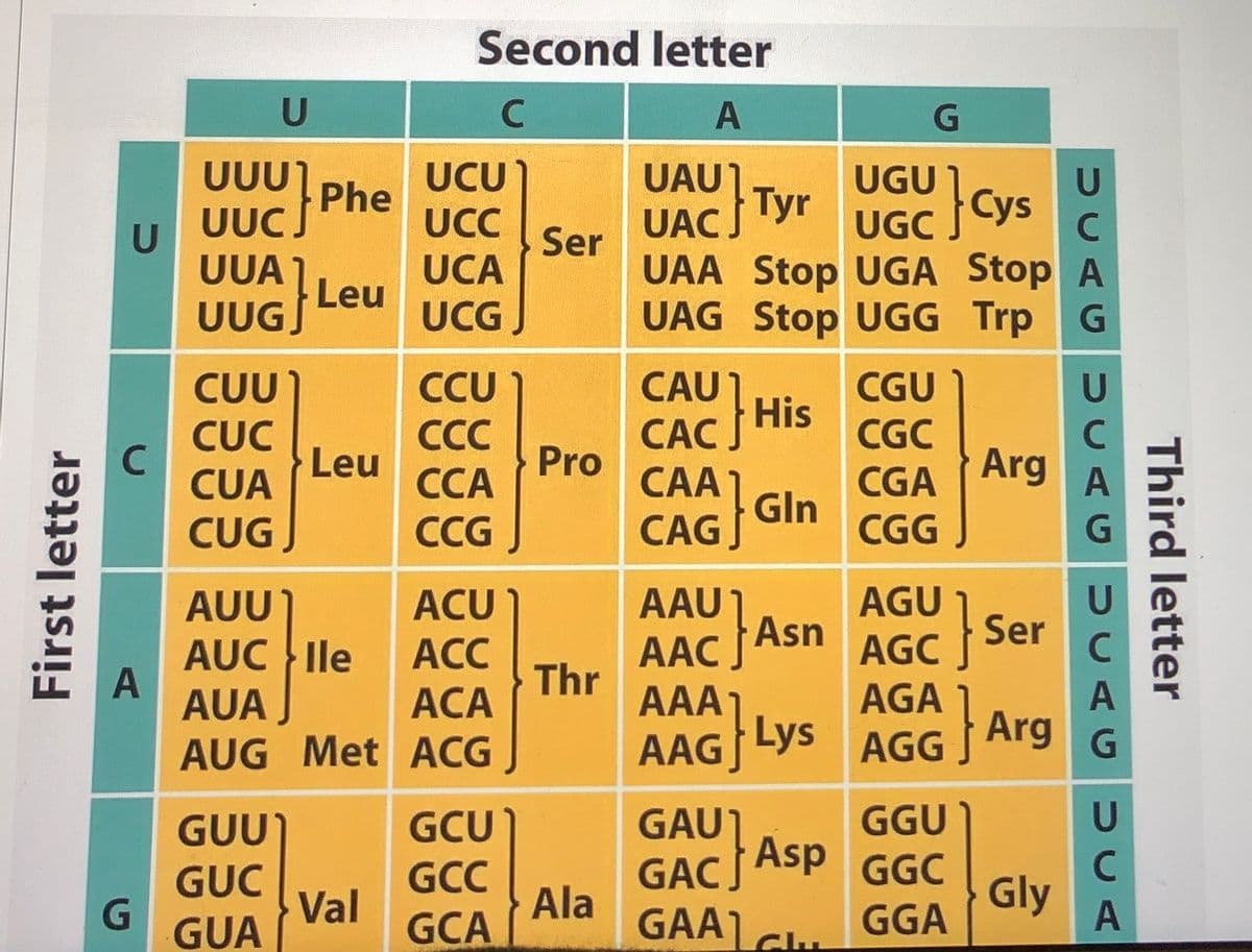 Second letter
A
UUU1
UCU
UAU]
UAC
Tyr
UGU
UUC
Phe
UCC
UGC Cys
U
UUA
UUGJ
Ser
UAA Stop UGA Stop
UAG Stop UGG Trp G
UCA
Leu
UCG,
CUU
CCU
CAU1
CGU
His
CAC J
Pro
CAA
CGC
CUC
CUA
СС
Leu
ССА
CGA
Arg
CAG Gln
CGG
CUG
CCG
AAU1
AAC Asn
AUU
ACU
AGU
AUC lle
Ser
AGC J
АСС
Thr
AGA
AAA1
Lys AGG
AUA
ACA
Arg
AUG Met ACG
GAU1
Asp
GACJ
GUU)
GCU
GGU
GCC
GGC
GUC
G
GUA
Gly
Val
Ala
GCA
GAA1G GGA
Clu
Third letter
UCAG UCAGU CAGUCA
First letter
