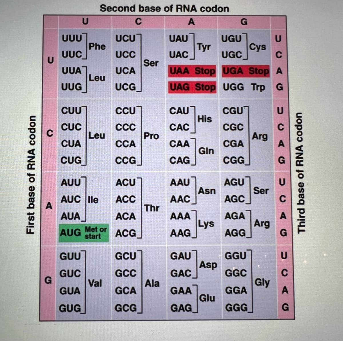 Second base of RNA codon
U
C
A
UUU
Phe
UUC
UCU
UAU
UGU
Tyr
Cys
UAC
UCC
Ser
UCA
UGC
UAA Stop UGA Stop A
UUA
Leu
UUG
UCG_
UAG Stop UGG Trp G
CGU]
His
CAC
CUU
CCU]
CAU]
CUC
Leu
CUA
СС
Pro
CGC
Arg
ССА
CAA
CGA
A
Gin
CUG
CcG]
CAG
CGG]
G
AUU
AAU
Asn
AAC
AGU
Ser
AGC
ACU]
U
AUC le
A
ACC
Thr
ACA
C
AUA
AAA
Lys
AAG
AGA
Arg
AGG
A
AUG
Met or
start
ACG
G
GGU
Asp
GGC
GUU
GCU
GAU
U
GUC
GCC
GAC
G
Val
Ala
GCA
GAA
Gly
A
GUA
GGA
Glu
GGG
GUG
GCG
GAG
G
First base of RNA codon
Third base of RNA codon
