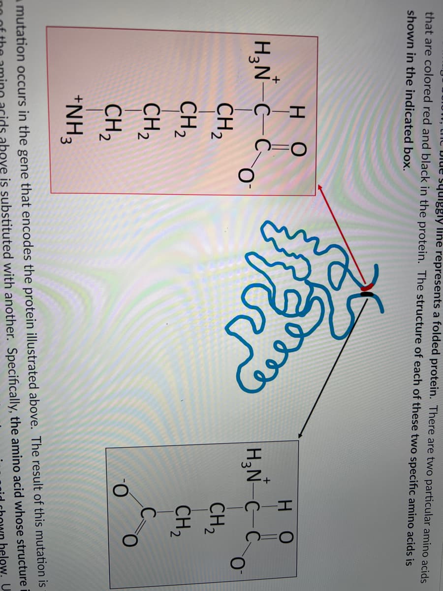 Diue squiggly line represents a folded protein. There are two particular amino acids
that are colored red and black in the protein. The structure of each of these two specific amino acids is
shown in the indicated box.
но
но
+
+
H3N-C-C
CH2
CH2
CH2
CH2
H;N-C-C
CH2
CH2
C.
*NH3
a mutation occurs in the gene that encodes the protein illustrated above. The result of this mutation is
helow. U
above is substituted with another. Specifically, the amino acid whose structure i
