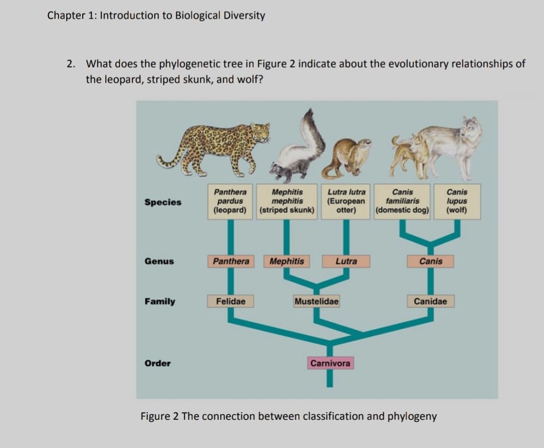 Chapter 1: Introduction to Biological Diversity
2. What does the phylogenetic tree in Figure 2 indicate about the evolutionary relationships of
the leopard, striped skunk, and wolf?
Mephitis
mephitis
(striped skunk)
Panthera
Lutra lutra
Canis
familiaris
(domestic dog)
Canis
Species
pardus
(leopard)
(European
otter)
lupus
(wolf)
Genus
Panthera
Mephitis
Lutra
Canis
Family
Felidae
Mustelidae
Canidae
Order
Carnivora
Figure 2 The connection between classification and phylogeny
