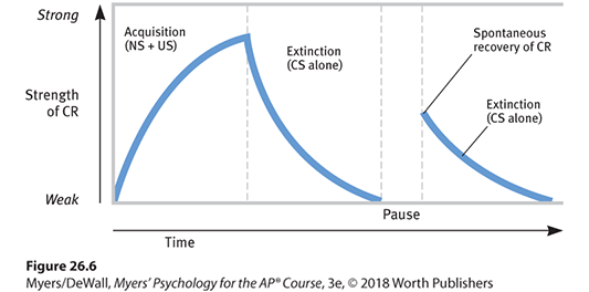 Strong
Acquisition
(NS + US)
Spontaneous
recovery of CR
Extinction
(CS alone)
Strength
of CR
Extinction
(CS alone)
Weak
Pause
Time
Figure 26.6
Myers/DeWall, Myers' Psychology for the AP Course, 3e, © 2018 Worth Publishers
