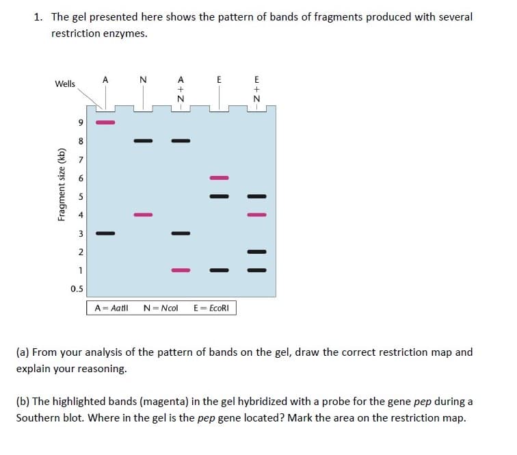 1. The gel presented here shows the pattern of bands of fragments produced with several
restriction enzymes.
A N
E
Wells
8.
1
0.5
A = Aatl
N= Ncol E= EcoRI
(a) From your analysis of the pattern of bands on the gel, draw the correct restriction map and
explain your reasoning.
(b) The highlighted bands (magenta) in the gel hybridized with a probe for the gene pep during a
Southern blot. Where in the gel is the pep gene located? Mark the area on the restriction map.
< +Z
3.
2.
Fragment size (kb)
