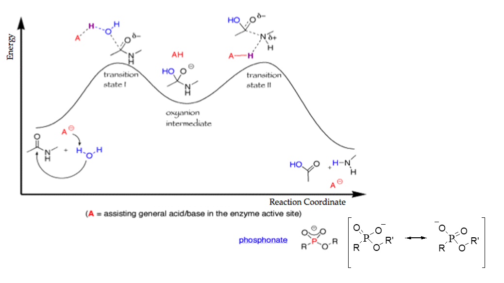 HO
АН
A-
transition
но о
transition
state !
state ||
oxyanion
intermediate
HO O
H-N
Reaction Coordinate
(A = assisting general acid/base in the enzyme active site)
phosphonate
R'
R
Energy
