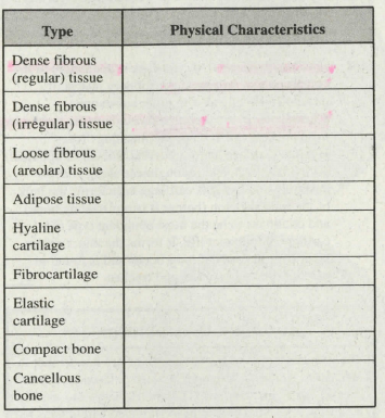 Туре
Physical Characteristics
Dense fibrous
(regular) tissue
Dense fibrous
(irrégular) tissue
Loose fibrous
(areolar) tissue
Adipose tissue
Hyaline
cartilage
Fibrocartilage
Elastic
cartilage
Compact bone
Cancellous
bone
