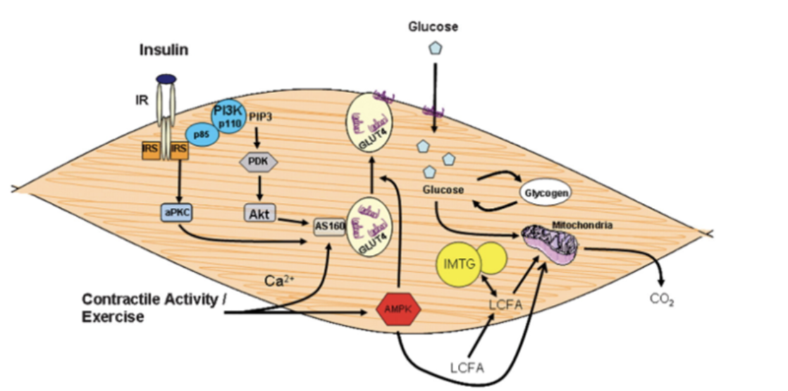 Insulin
IR
IRS RS
aPKC
PI3K
P110
PIP3
p85 ↓
Contractile Activity/
Exercise
PDK
Akt
Ca²+
AS160
GLUT4
GLUT4
Glucose
AMPK
Glucose
IMTG
LCFA
LCFA
Glycogen
Mitochondria
8.