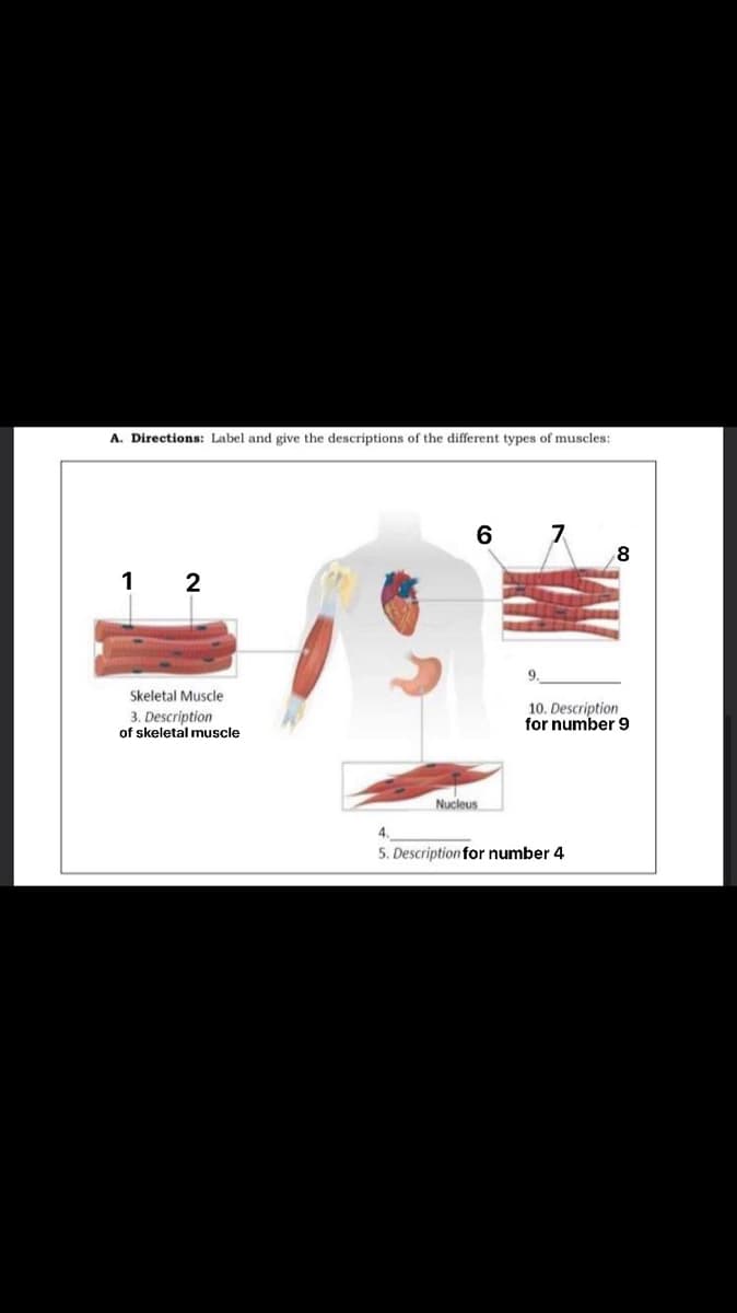 A. Directions: Label and give the descriptions of the different types of muscles:
6 7
1 2
9.
Skeletal Muscle
3. Description
of skeletal muscle
10. Description
for number 9
Nucleus
5. Description for number 4
