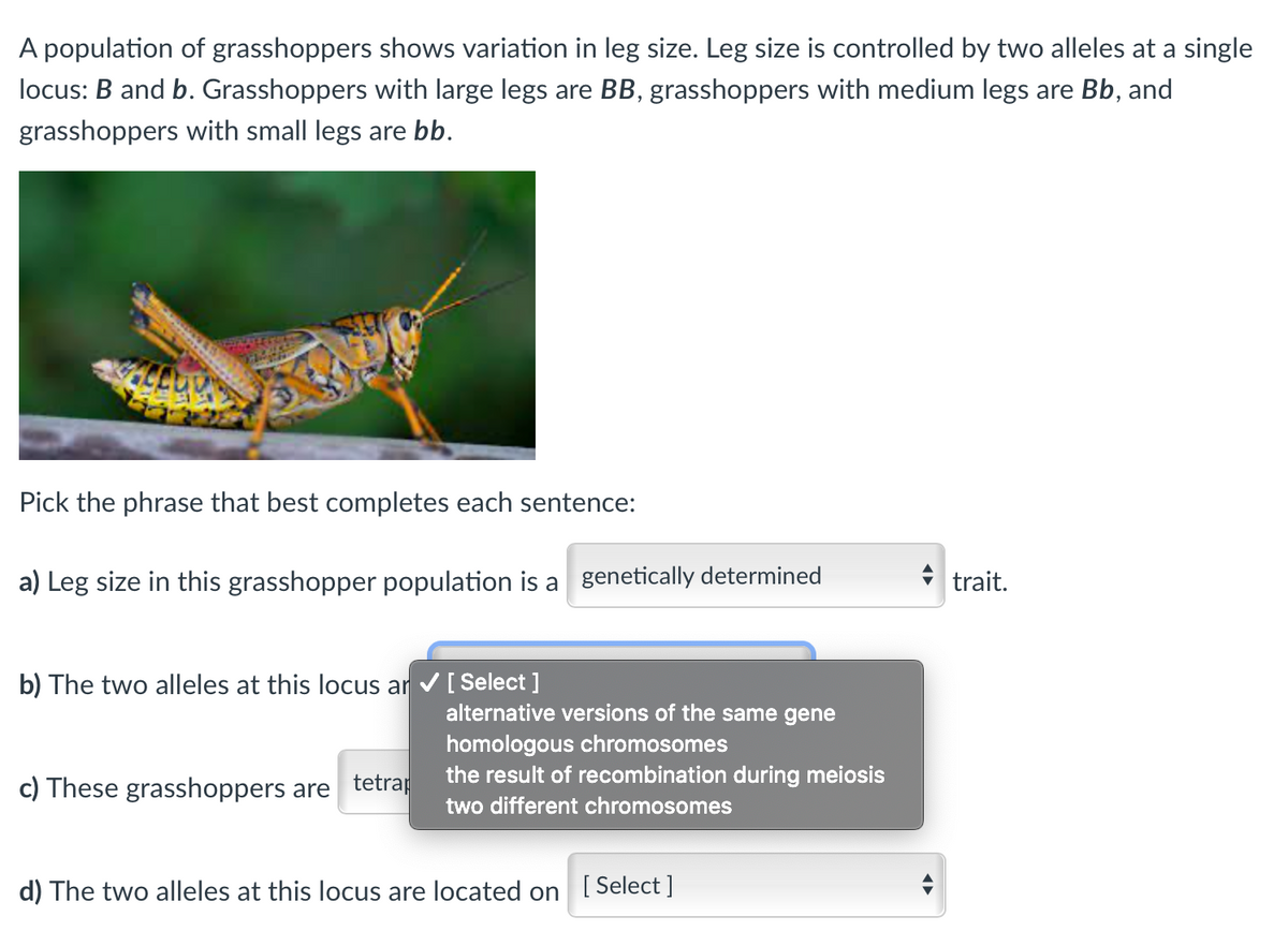 A population of grasshoppers shows variation in leg size. Leg size is controlled by two alleles at a single
locus: B and b. Grasshoppers with large legs are BB, grasshoppers with medium legs are Bb, and
grasshoppers with small legs are bb.
Pick the phrase that best completes each sentence:
a) Leg size in this grasshopper population is a genetically determined
* trait.
b) The two alleles at this locus ar v[ Select ]
alternative versions of the same gene
homologous chromosomes
the result of recombination during meiosis
c) These grasshoppers are tetrap
two different chromosomes
d) The two alleles at this locus are located on [ Select]
