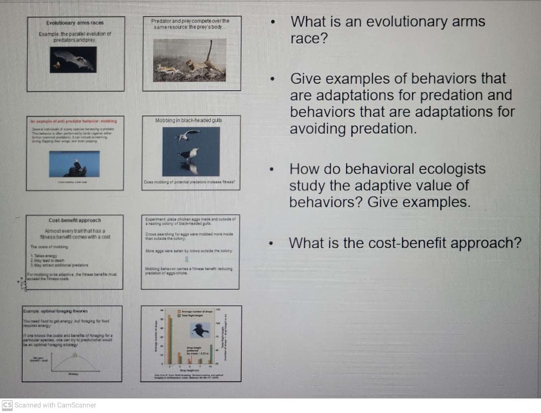 What is an evolutionary arms
race?
Predator and prey compete over the
sameresource the prey's body
Evolutionary arms races
Example the parallel evolution of
predators andprey
Give examples of behaviors that
are adaptations for predation and
behaviors that are adaptations for
avoiding predation.
An esample of anti predator beherior motbing
Mobbing in black-headed guls
Sever
ind f ay hwng
pror
T
a l t get
la
bdmama r indu re
dvg fa g w and png
How do behavioral ecologists
study the adaptive value of
behaviors? Give examples.
Does motbing of potential predatos inosase fesa
Cost-benefit approach
Experiment place chicken eggs inde and outsde of
anasting oolony of biackhaaded gula
Almostevery trait thathas a
Crows searching for eg were mobbed more inaide
than outside me colony
fitness benefit comes with a cost
What is the cost-benefit approach?
The costa of mobbing
More eggs were aten by orows outside the colony
1. Takas energy
2. May ad to dea
3. May atract addtonal predators
Mobbing behavior cames a fane benate reduoing
predation of eggaichicie
For mobb
Far mo
oing to be adaptive, the fes bent must
Jesceed the fness bos
Example optinal fongirg theories
You need food to get energy but foraging for food
requres enegy
if one knows the costs and beneta of foraging for a
panicular apecies, one an tryte pradictwatould
be an optimal foraping straiegy
cs Scanned with CamScanner
