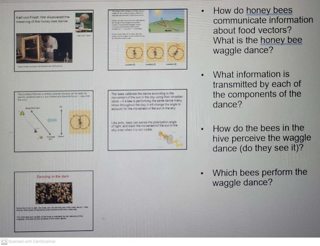 How do honey bees
communicate information
about food vectors?
What is the honey bee
waggle dance?
The apw of De e
Karl von Frisch first discovered the
meaning of the honey bee dance
What information is
transmitted by each of
the components of the
dance?
The bees calbrate the dance according to the
movement of the sun in the sky using their circadan
clock-if a bee is performing the same dance many
times throughout the day, itwill change the angle to
aocount for the movement of he sun in the sky
The sufece of hehe ly oraet n
gavity dwttonottasor n yho
the sunt
Aw he
an sense the polarization angle
rentof the sun in the
Like ants. bees
of ight, and track the
sky even when it is not visite
How do the bees in the
hive perceive the waggle
dance (do they see it)?
tee
dewe
Which bees perform the
waggle dance?
Dancing in the dark
Cs Scanned with CamScanner
