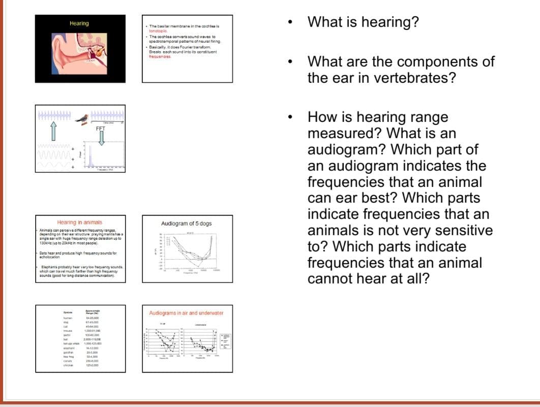 What is hearing?
Hearing
The basilar membrane in the cochles is
tonatopie.
-The cochlea converta sound waves to
spectrotemporal patterns of naural fining
-Basically, it does Fourier transform
Breals esch sound into its constituent
frequenoes
What are the components of
the ear in vertebrates?
How is hearing range
measured? What is an
www w
audiogram? Which part of
an audiogram indicates the
frequencies that an animal
can ear best? Which parts
indicate frequencies that an
animals is not very sensitive
to? Which parts indicate
frequencies that an animal
cannot hear at all?
Hearing in animals
Audiogram of 5 dogs
Animais can peroeive different frequengy ranges.
depending on their ear structure praying mantahs
singie aar with huge frequency ranpe detection up to
130KHZ jup to 20KHZ in most people).
Bats hear and produce high frequenoysounds for
cholocation
Elephanta probably hear verylow haquancy sounds
which can travel much farther than high frequengr
sounds (good for iong distanoe communication)
Se
Audiograms in air and underwater
23.000
674000
1000010
moua
pe
hat
L000 2
apnani
20.000
tree
canan
chicta
as.000
