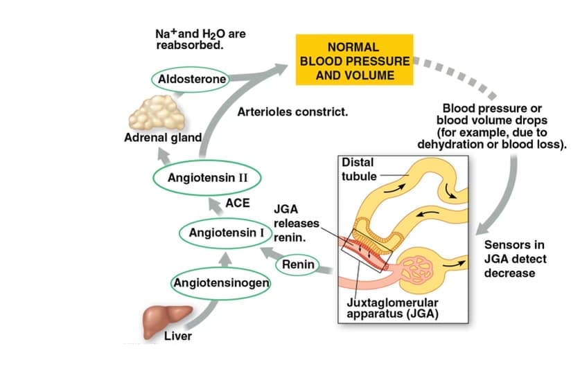 Natand H20 are
reabsorbed.
NORMAL
BLOOD PRESSURE
Aldosterone
AND VOLUME
Blood pressure or
blood volume drops
(for example, due to
dehydration or blood loss).
Arterioles constrict.
Adrenal gland
Distal
tubule
Angiotensin II
ACE
JGA
releases
Angiotensin Irenin.
Sensors in
JGA detect
Renin
Angiotensinogen
decrease
Juxtaglomerular
apparatus (JGA)
Liver
