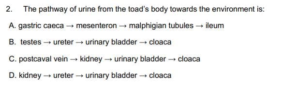 2. The pathway of urine from the toad's body towards the environment is:
A. gastric caeca → mesenteron → malphigian tubules → ileum
B. testes → ureter → urinary bladder → cloaca
C. postcaval vein → kidney →→ urinary bladder → cloaca
D. kidney → ureter → urinary bladder → cloaca