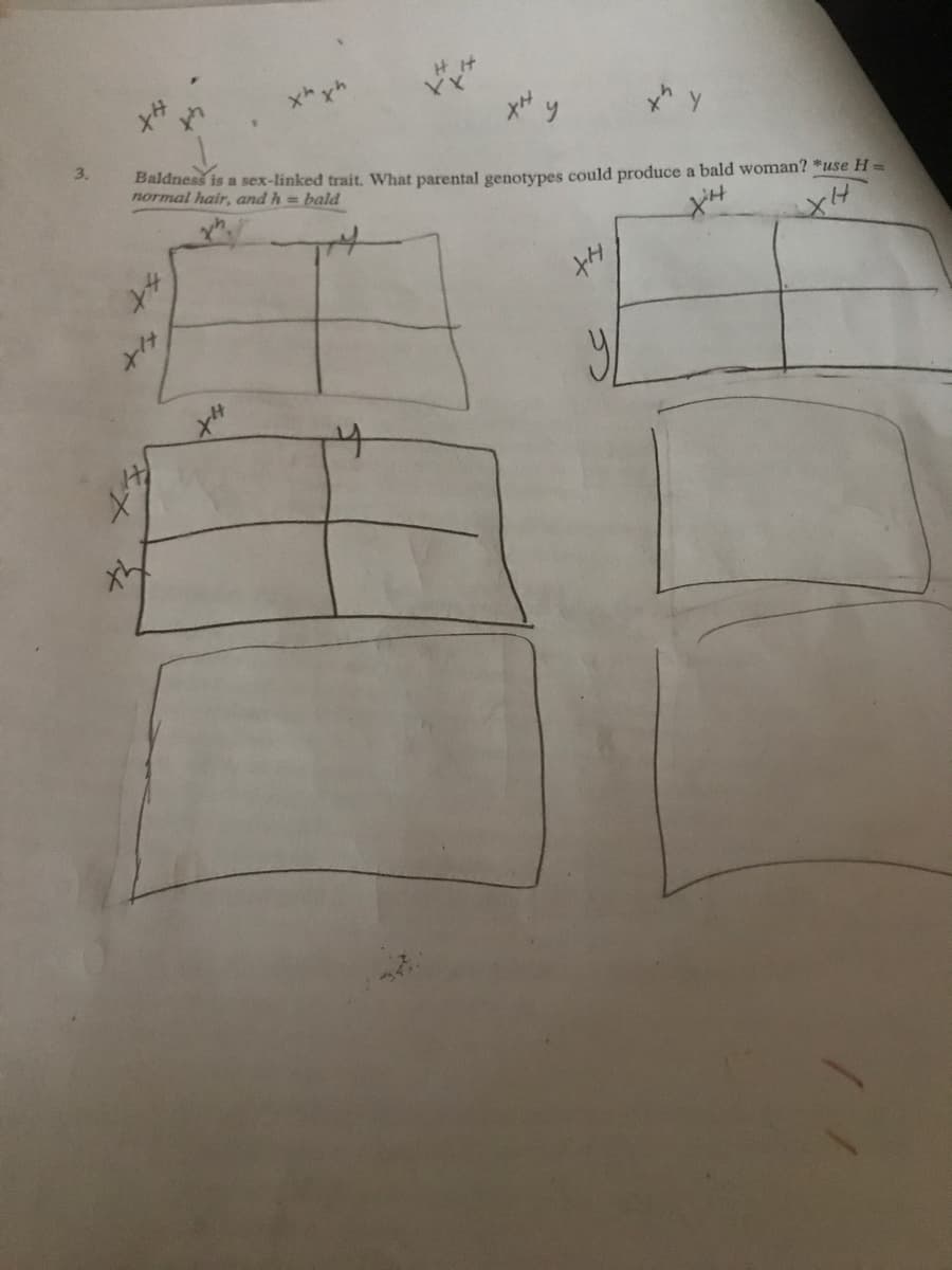 x*ッ
xh y
Baldness is a sex-linked trait, What parental genotypes could produce a bald woman? *use H =
normal hair, and h = bald
3.
