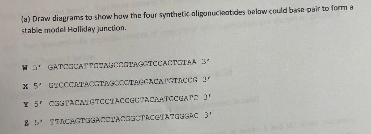 (a) Draw diagrams to show how the four synthetic oligonucleotides below could base-pair to form a
stable model Holliday junction.
W 5' GATCGCATTGTAGCCGTAGGTCCACTGTAA 3’
X 5' GTCCCATACGTAGCCGTAGGACATGTACCG 3'
Y 5' CGGTACATGTCCTACGGCTACAATGCGATC 3'
Z 5' TTACAGTGGACCTACGGCTACGTATGGGAC 3'
I and 21
