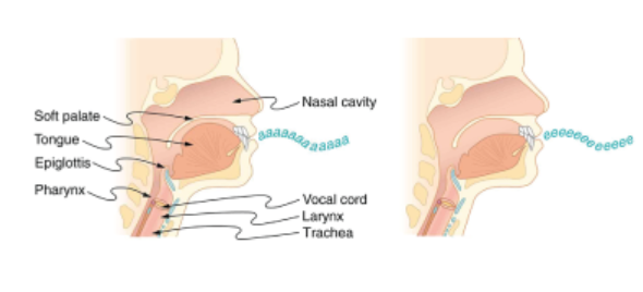 - Nasal cavity
Soft palate
TongueS
Epiglottis -
Pharynx-
- Vocal cord
- Larynx
- Trachea
