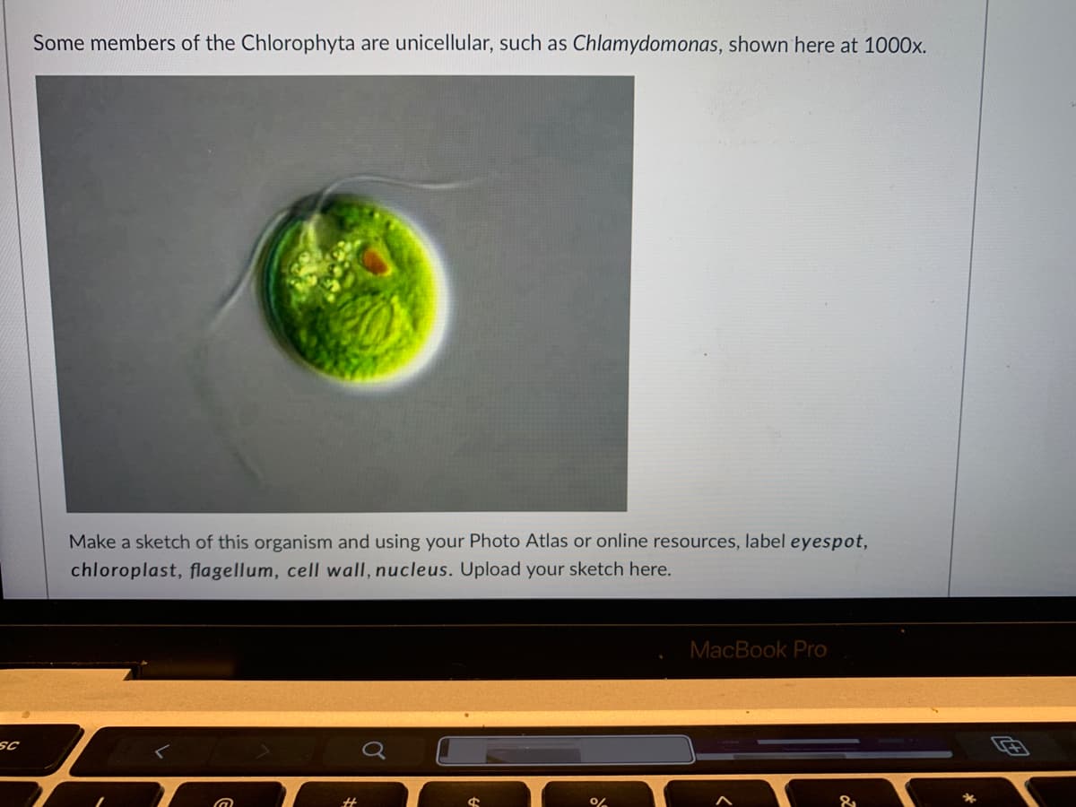 Some members of the Chlorophyta are unicellular, such as Chlamydomonas, shown here at 1000x.
Make a sketch of this organism and using your Photo Atlas or online resources, label eyespot,
chloroplast, flagellum, cell wall, nucleus. Upload your sketch here.
MacBook Pro
SC
